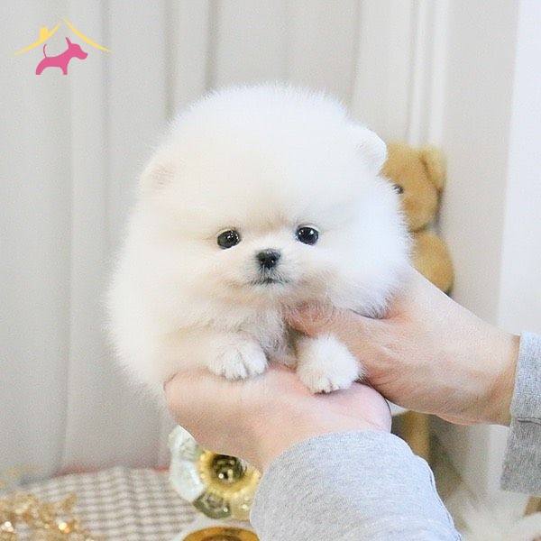 Irk Sağlık Garantili Bebekler Teddy Bear Garantili
