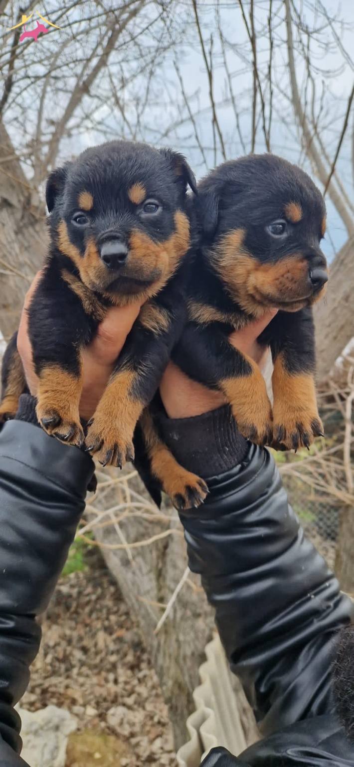 Salk Garantili Rottweiler Yavrularmz