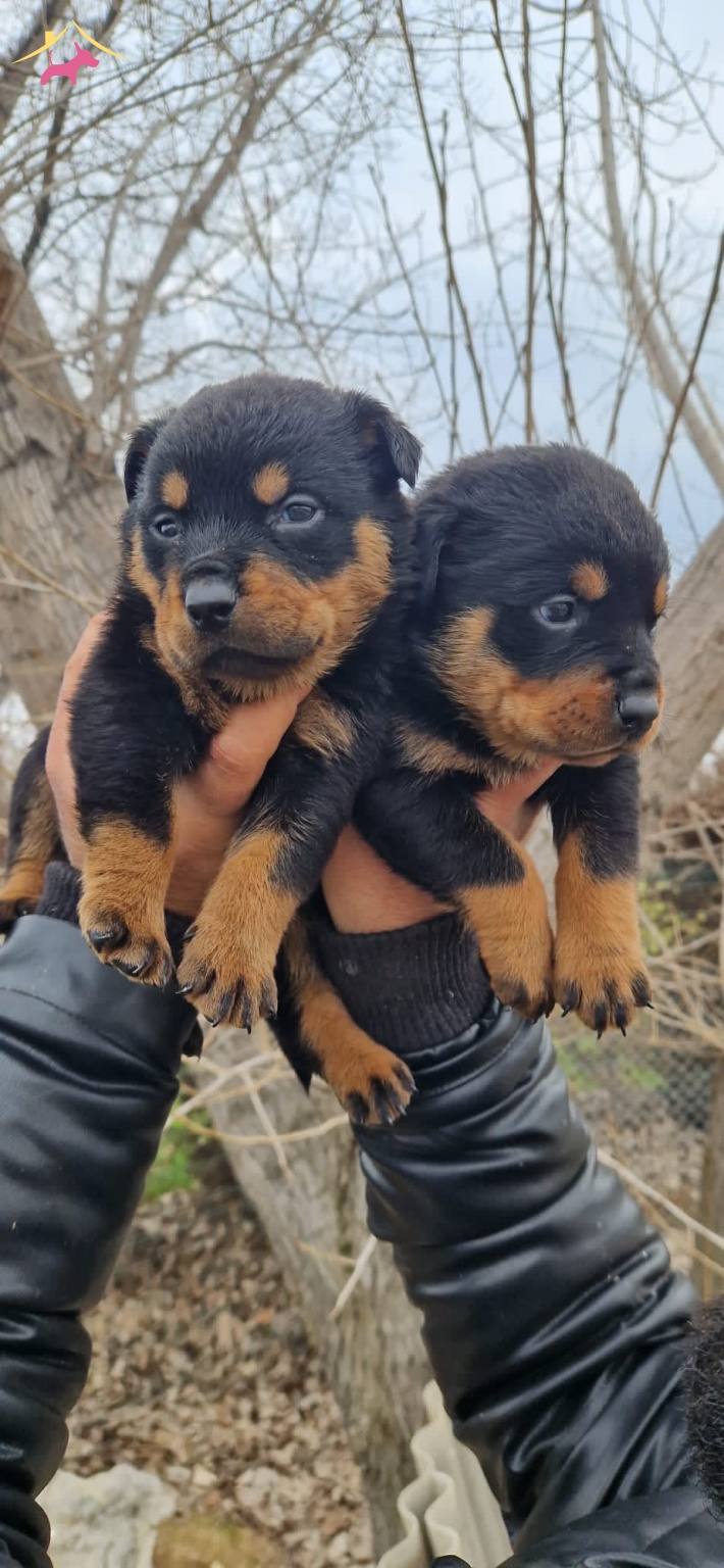 Salk Garantili Rottweiler Yavrularmz