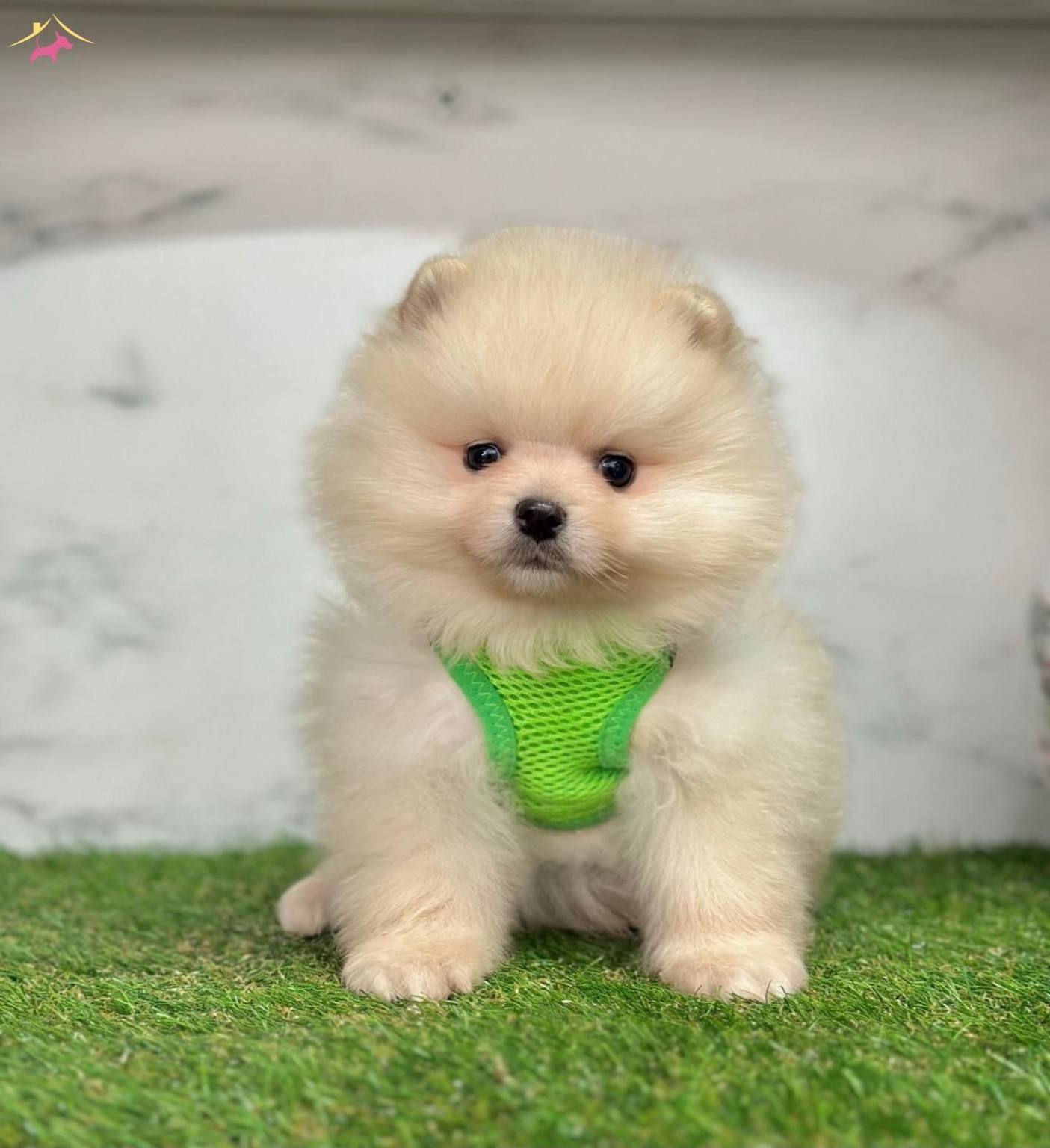 Yavru Pomeranian Yavrularımız Harika