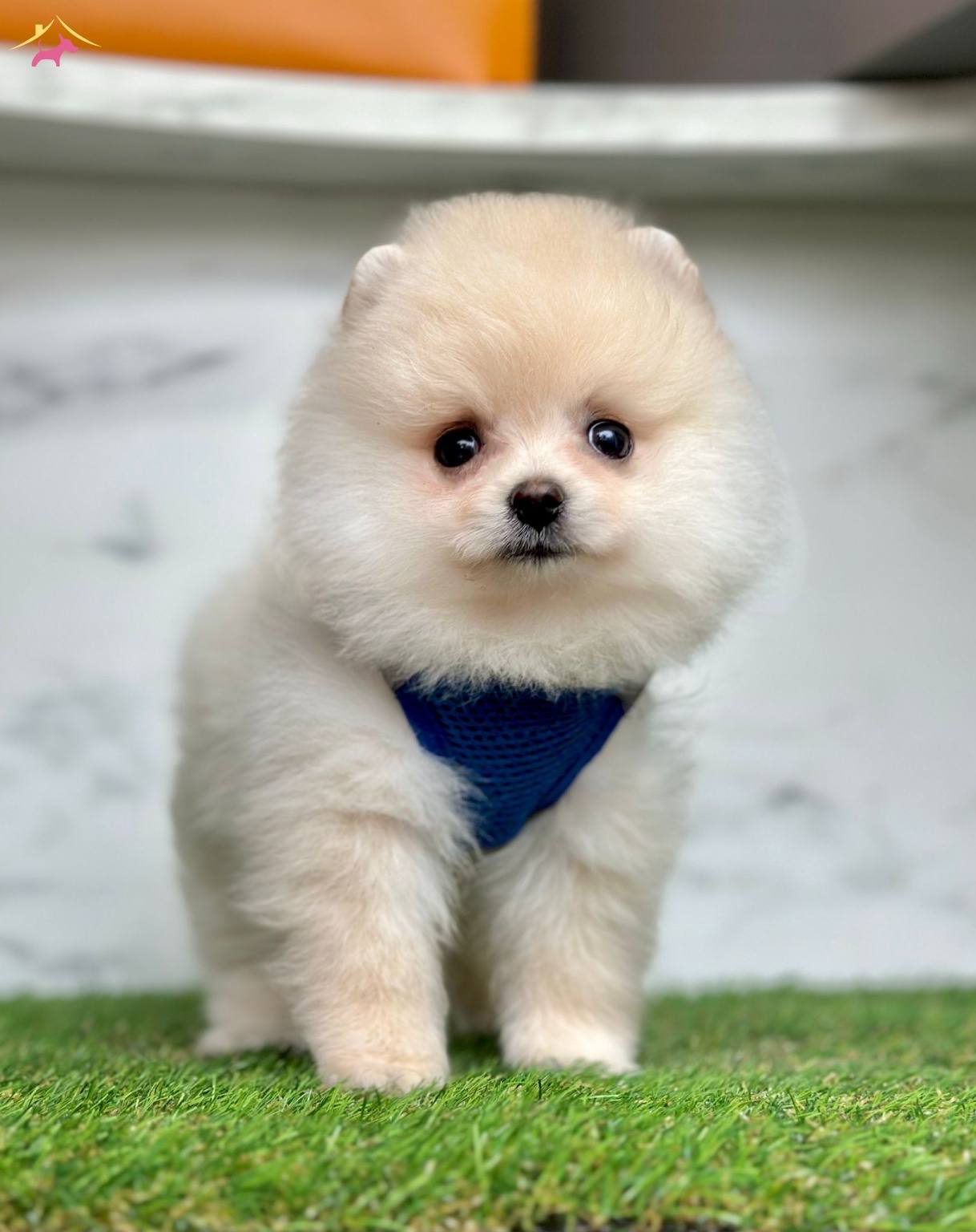 Oyuncu Karekteriyle Pomeranian Boo