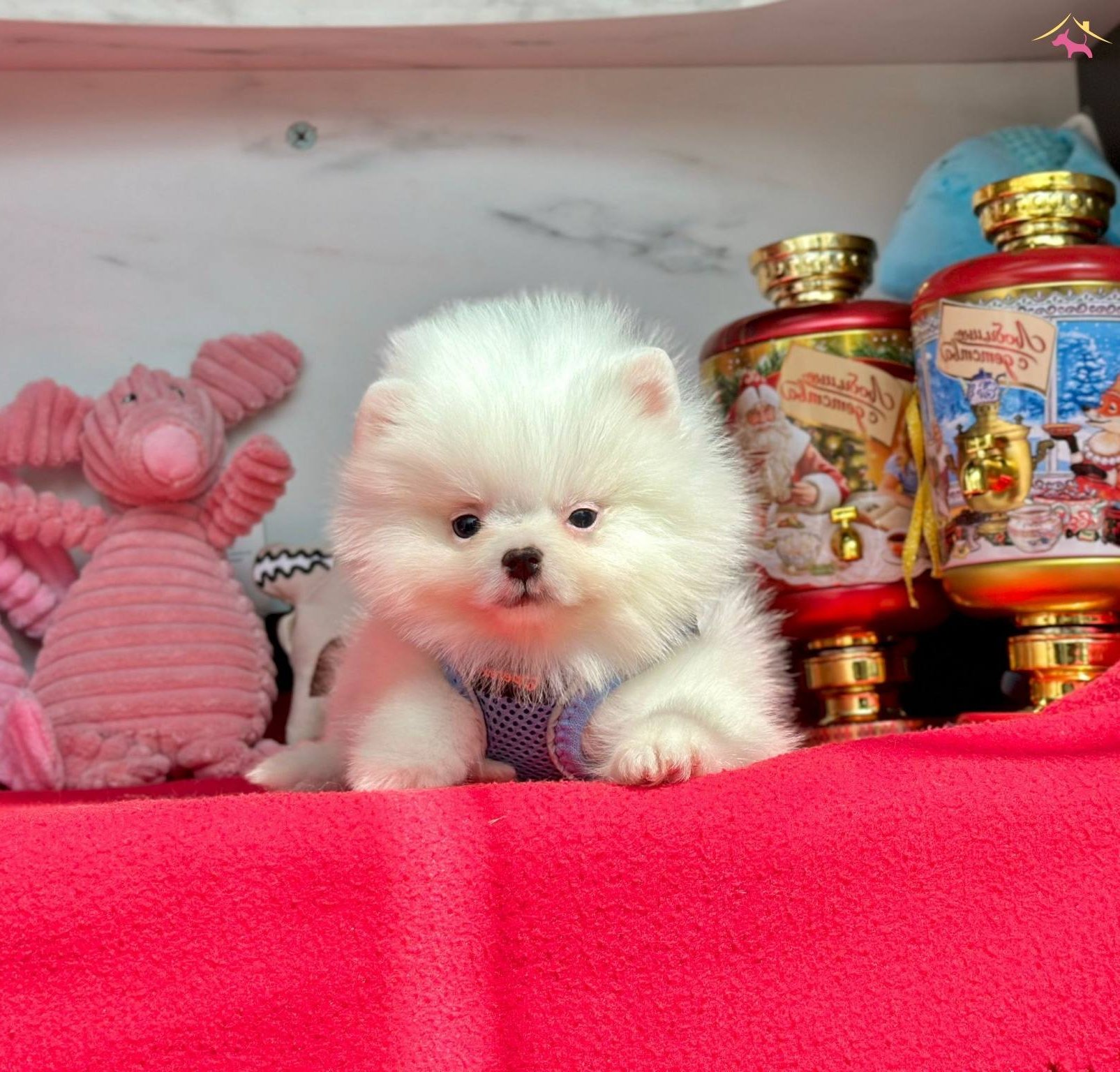 Evimin Oyuncusu Pomeranian
