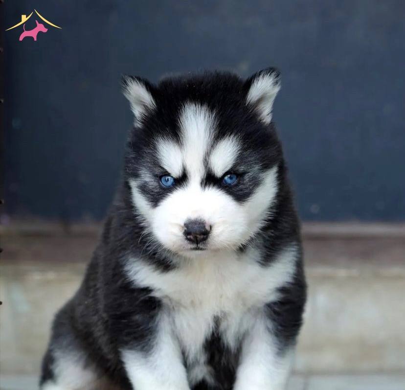 A Kalite Husky Yavrular