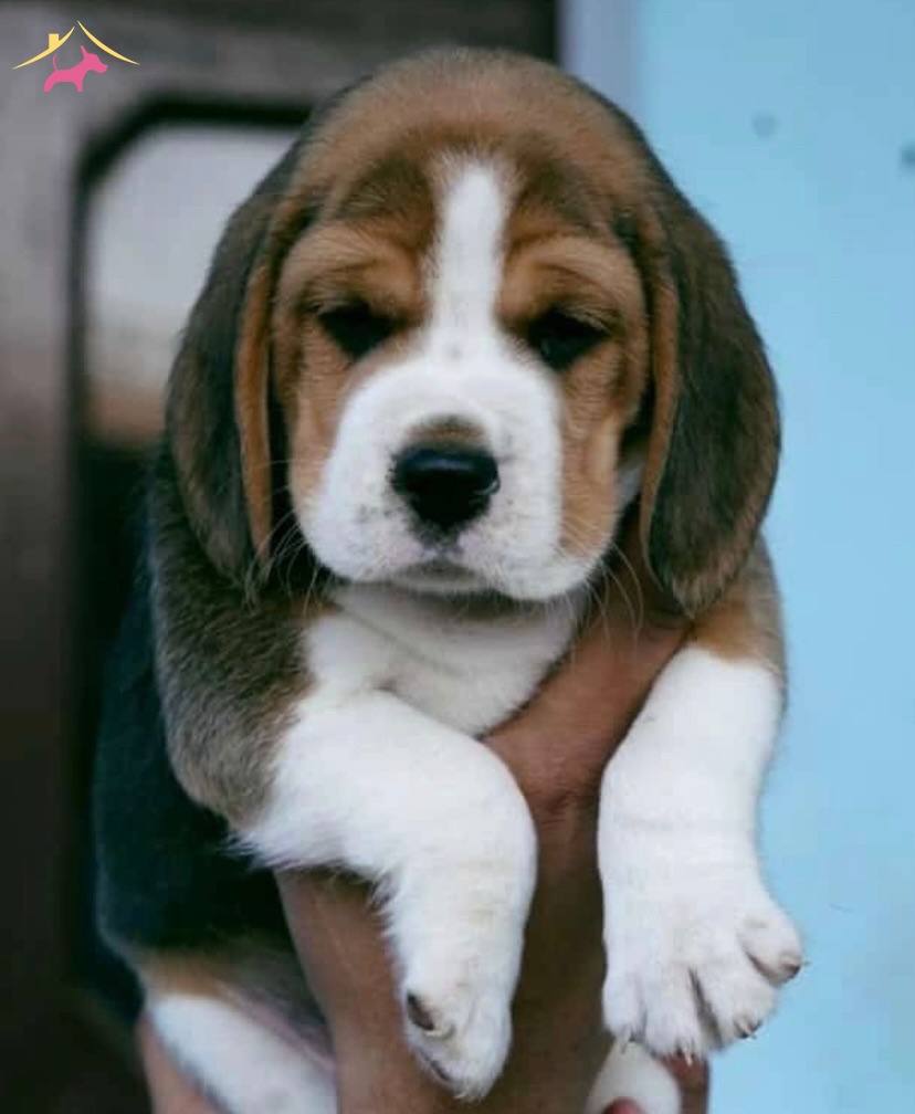 A Kalite Beagle Yavrularımız
