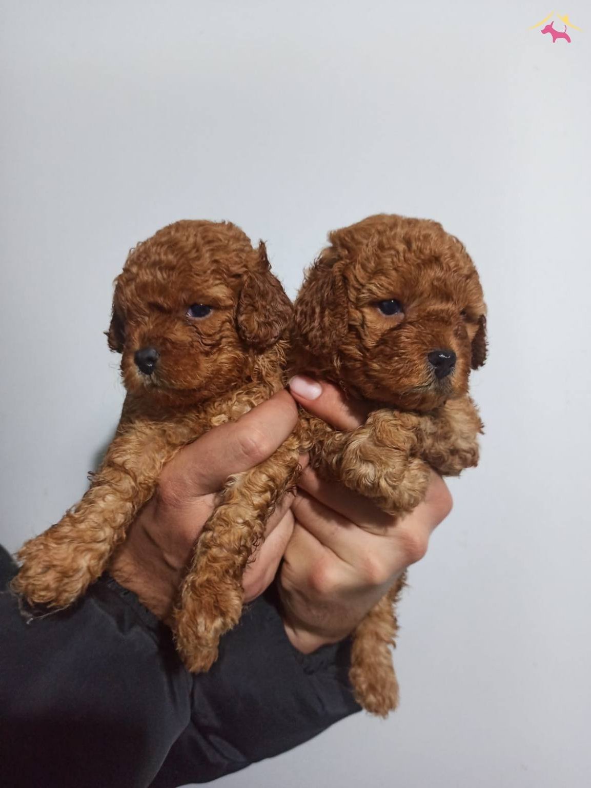 Sağlık Garantili Toy Poodle Yavrular