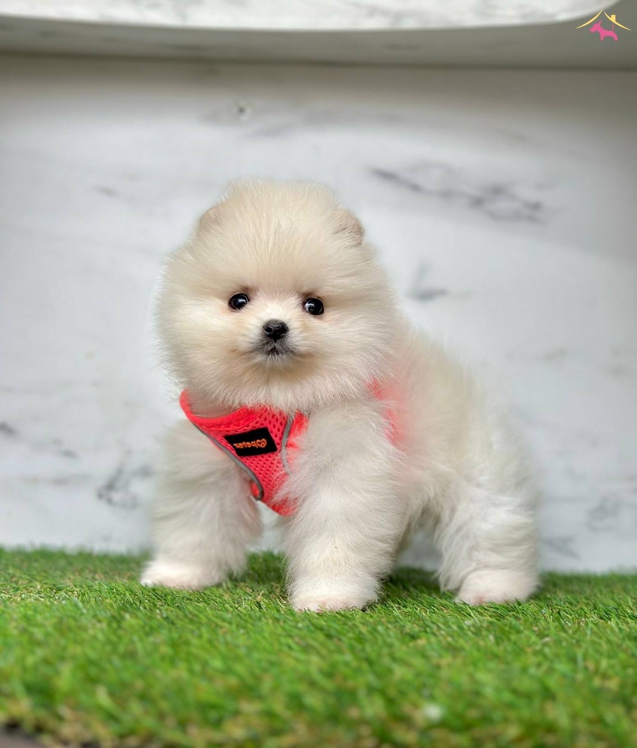 Eşsiz Kalite Yavru Pomeranian