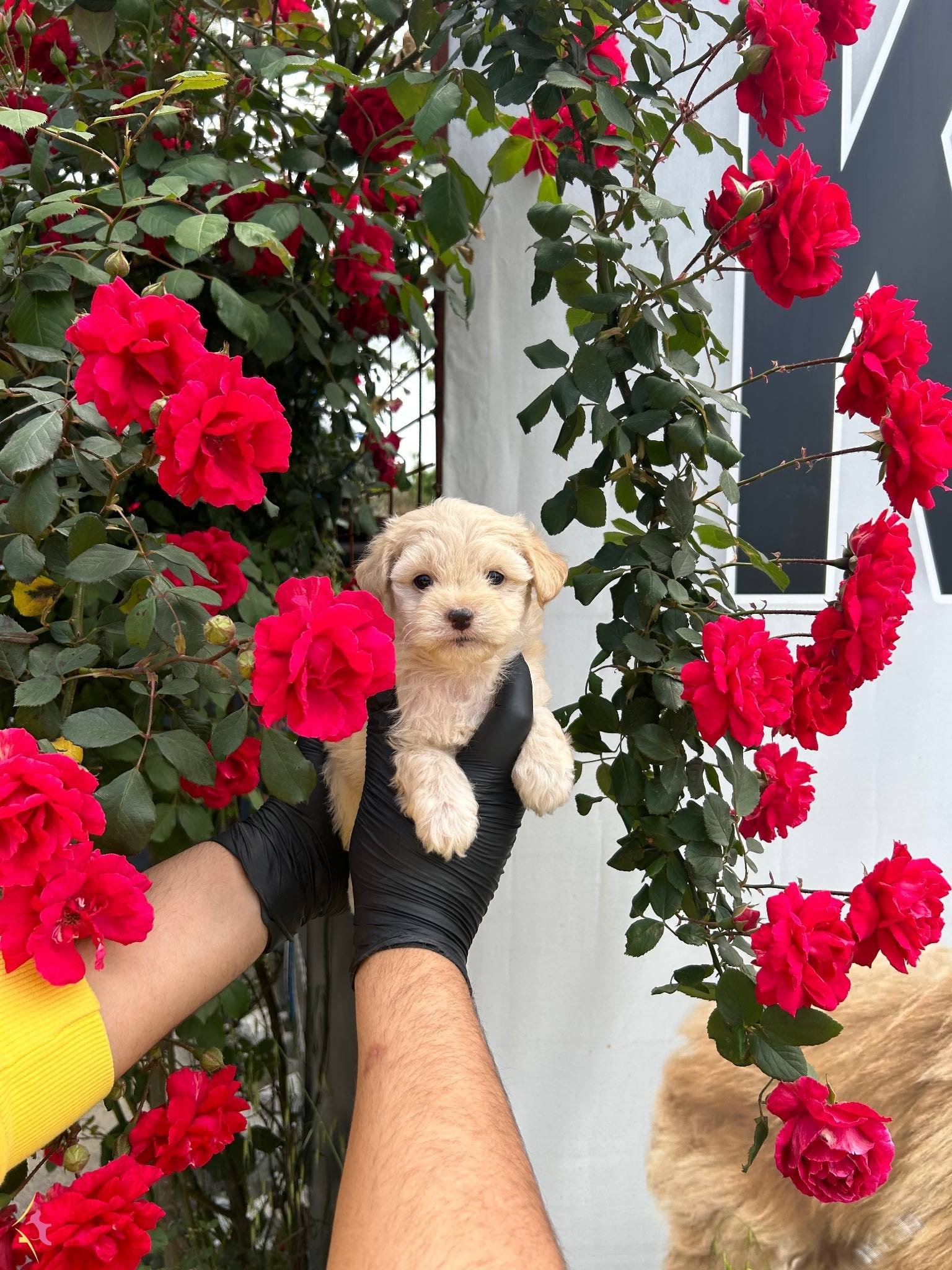 Benzersi̇z Güzelli̇k Malti̇poo Bebekler