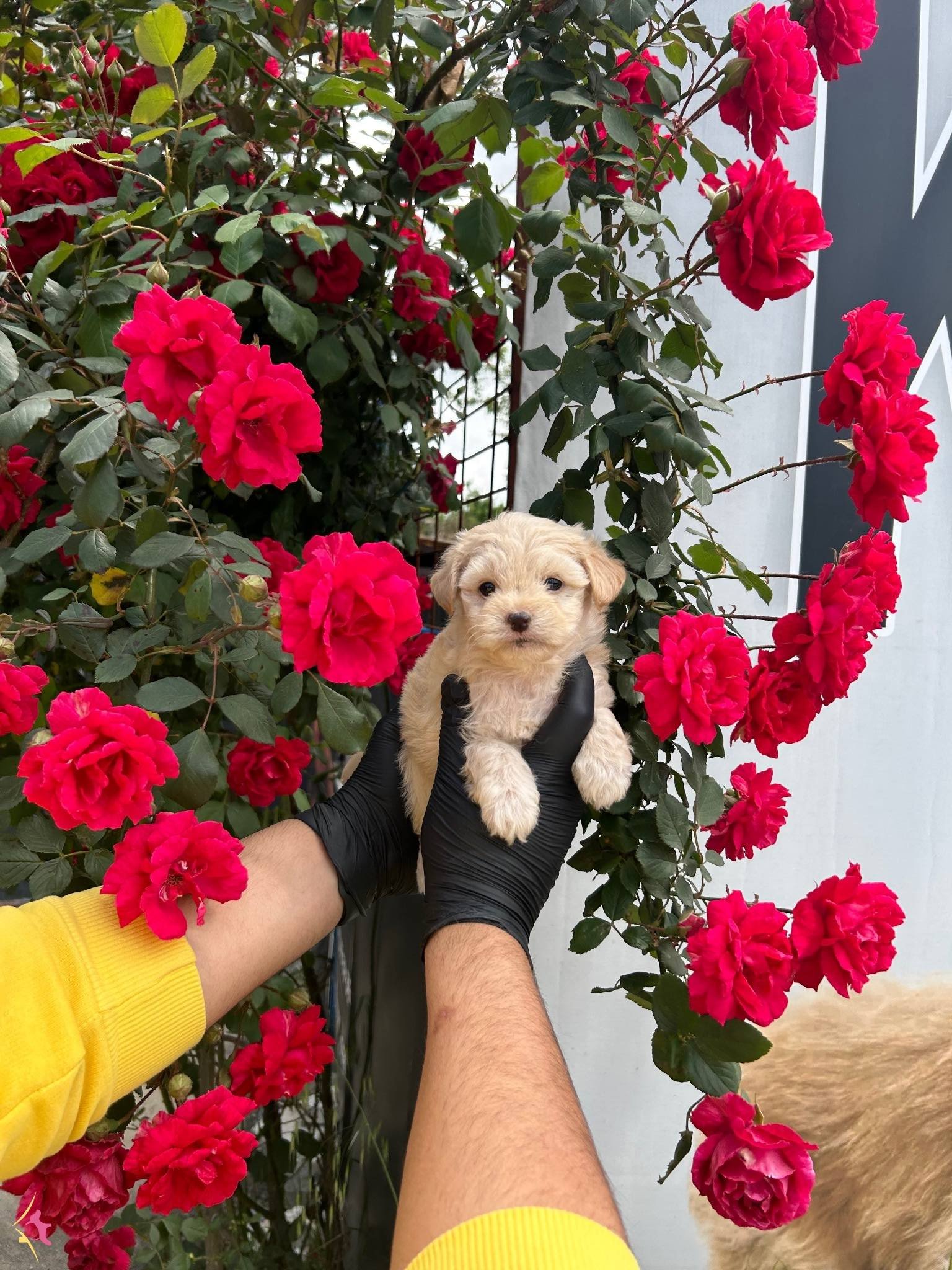 Benzersi̇z Güzelli̇k Malti̇poo Bebekler