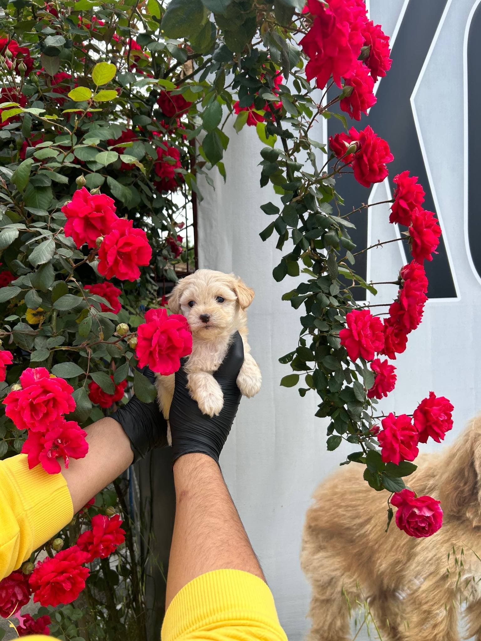 Benzersi̇z Güzelli̇k Malti̇poo Bebekler