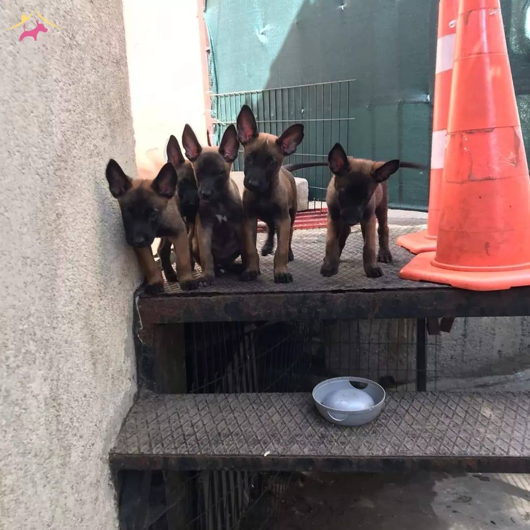 Irk Ve Sağlık Garantili Belçika (malinois ) Kurdu
