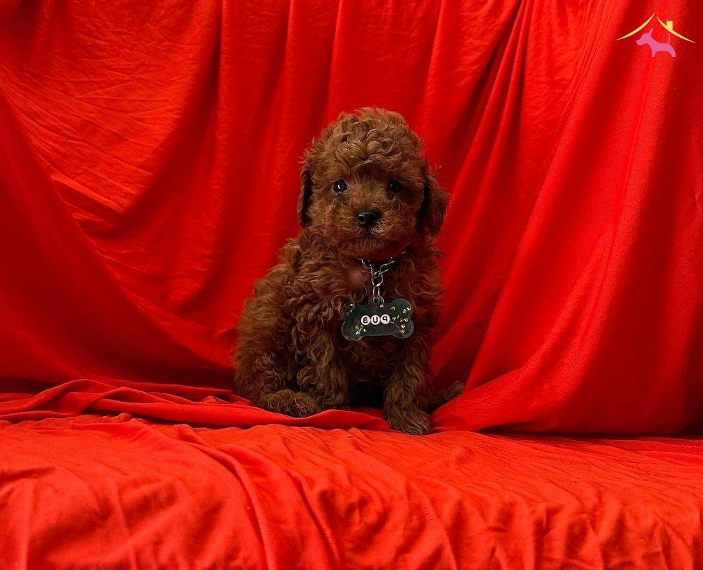 Koyu Renk Oyuncu Poodle