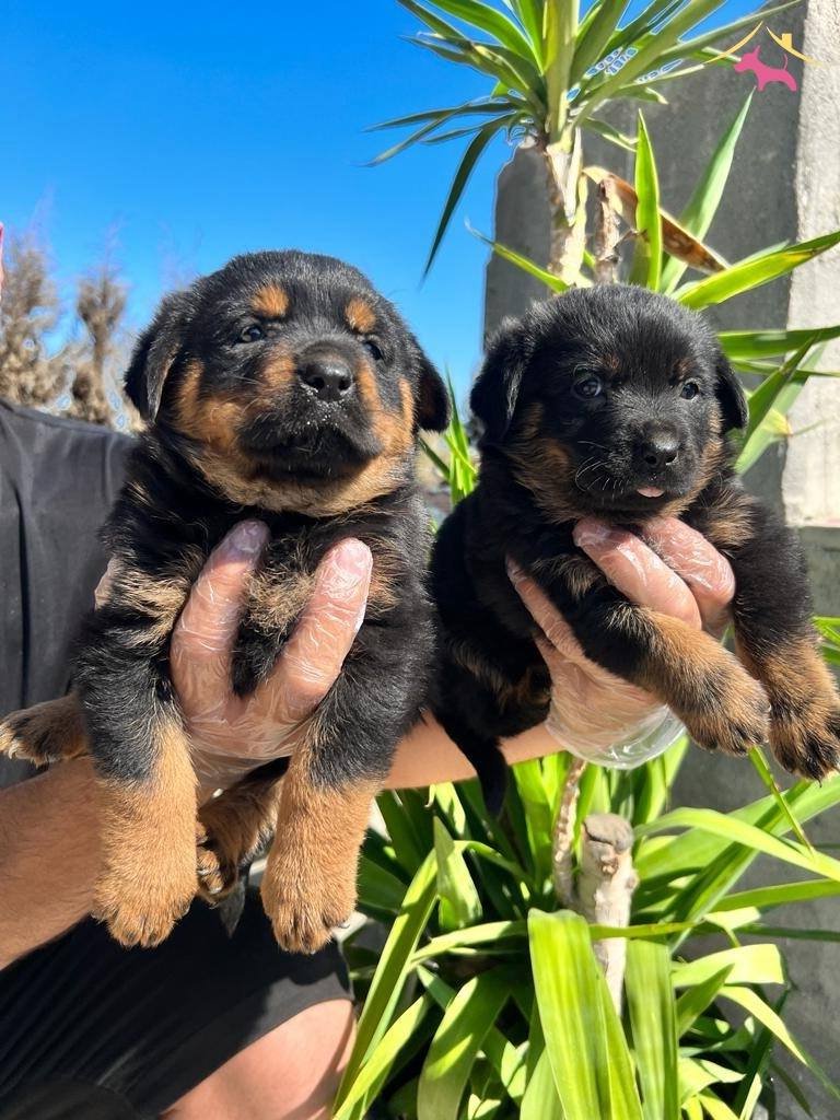 Kocakafa Rottweiler Yavrularm