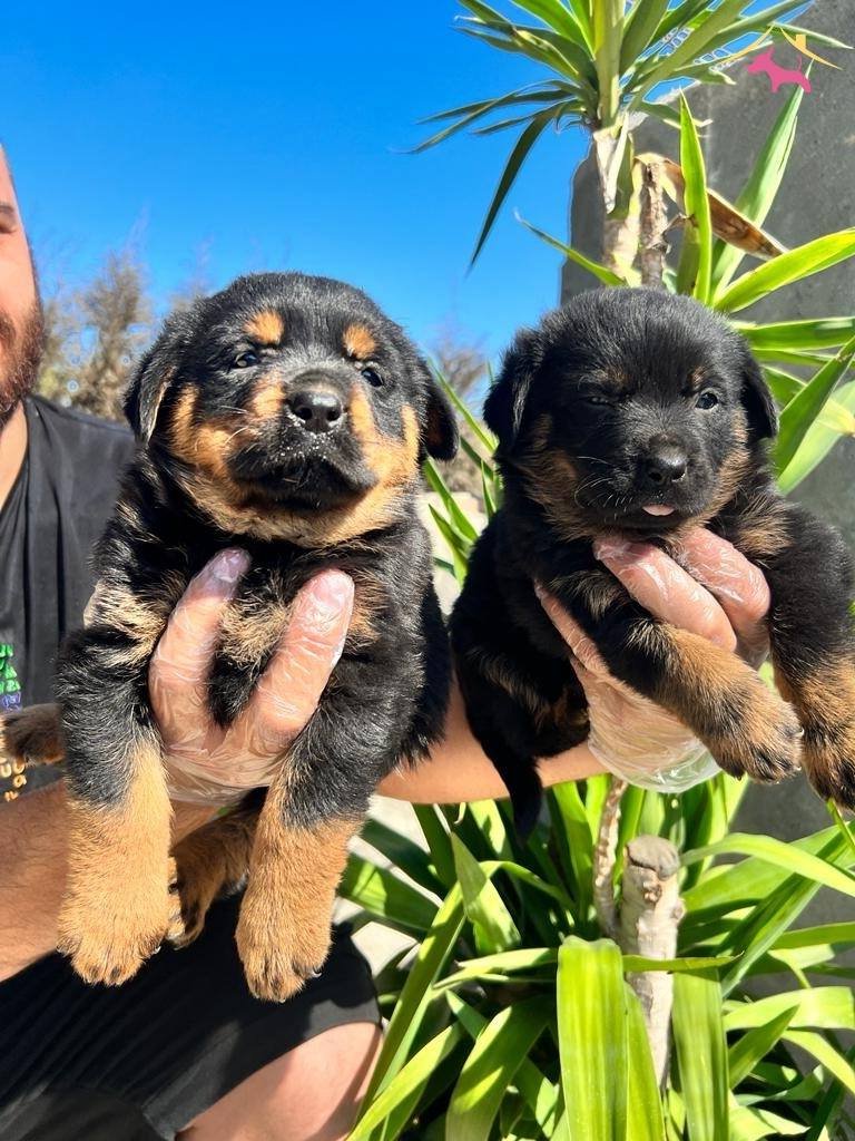 Kocakafa Rottweiler Yavrularm