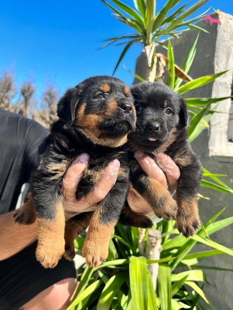 Kocakafa Rottweiler Yavrularm