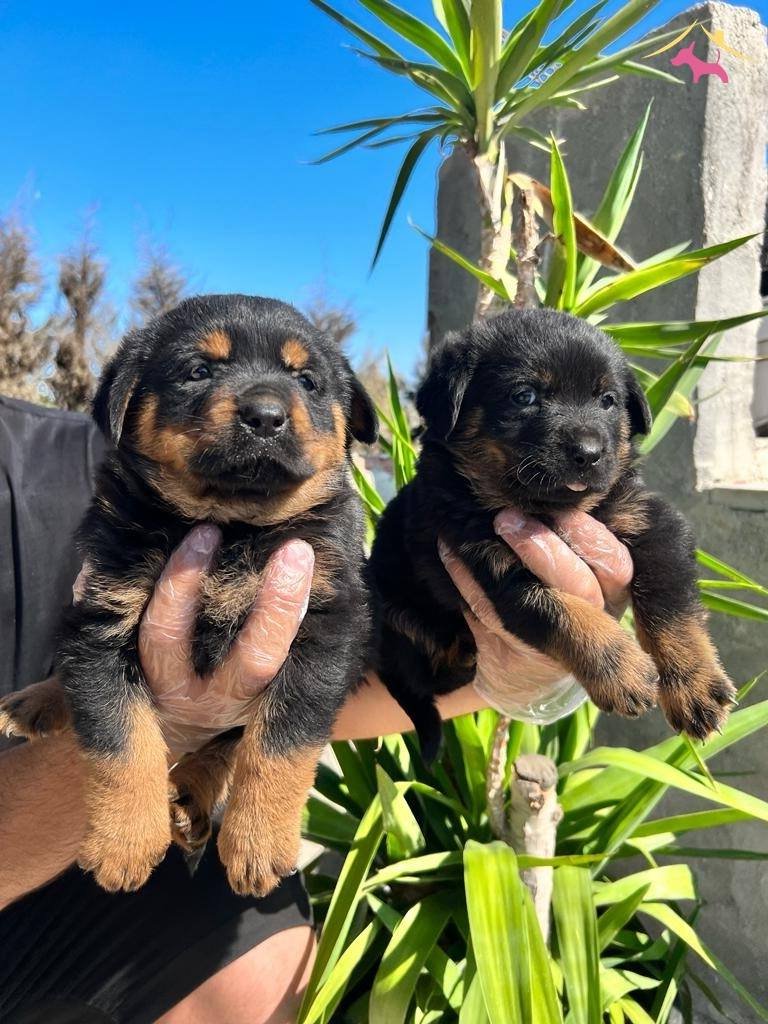 Kocakafa Rottweiler Yavrularm
