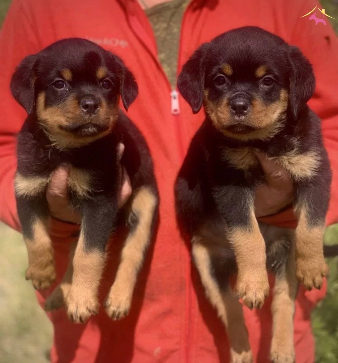 Muhteem Kan Hattna Sahip Rottweiler Yavrular