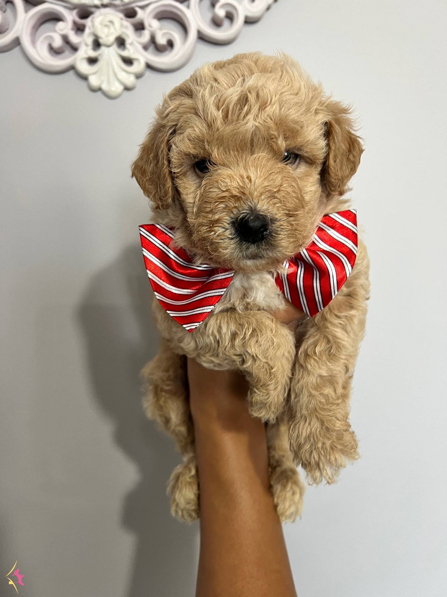 Harika Guzellikte Maltipoo Yavrularımız