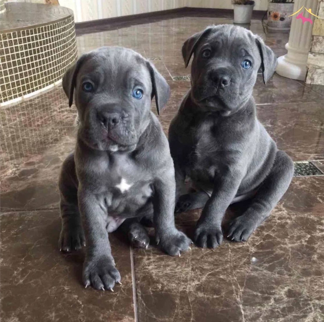 Dev Cocuklar Blue Cane Corso Yavruları