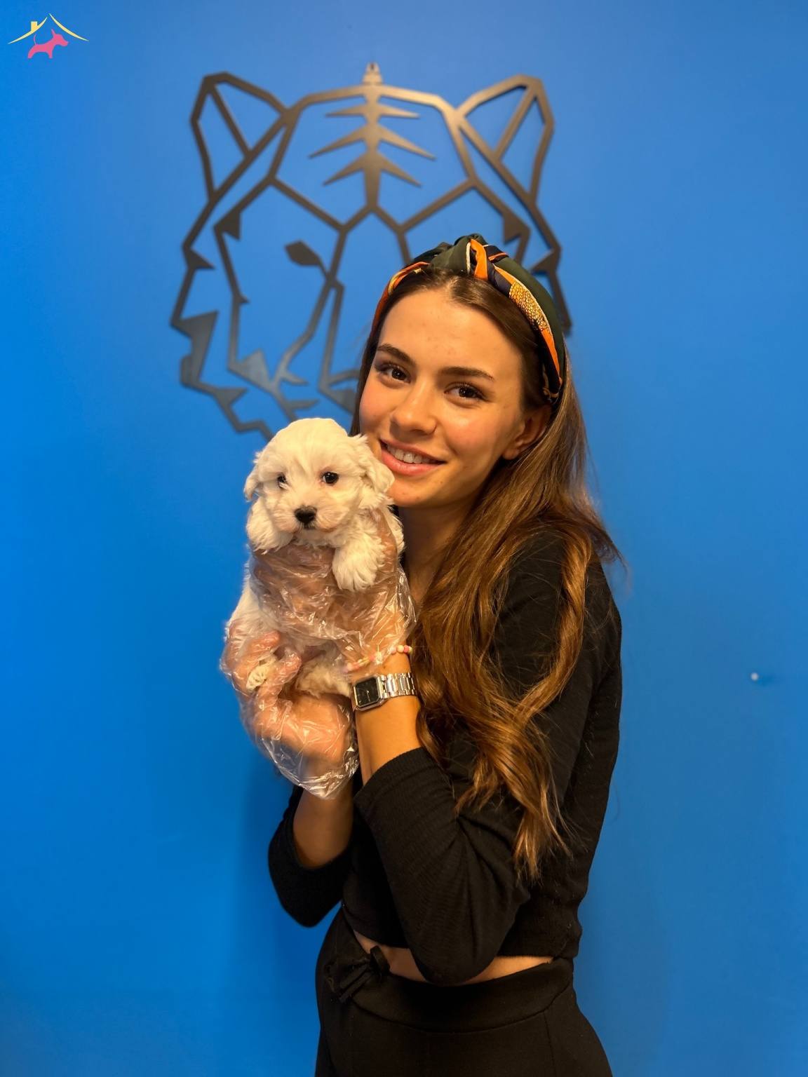 Kar Beyaz Ok Zel Maltese Terrier Yavrularimiz