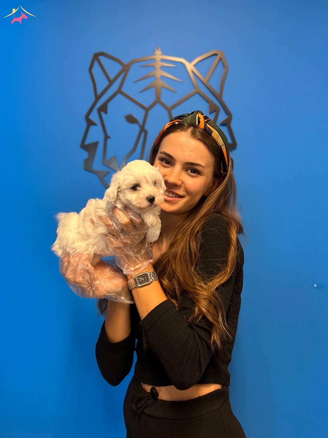Kar Beyaz Ok Zel Maltese Terrier Yavrularimiz