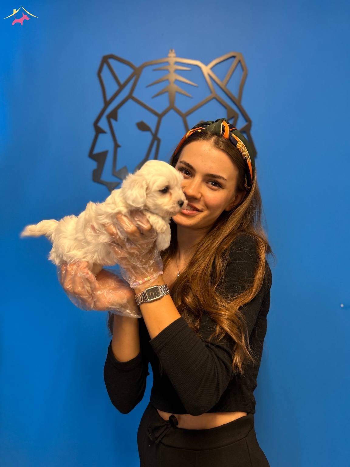 Kar Beyaz Ok Zel Maltese Terrier Yavrularimiz