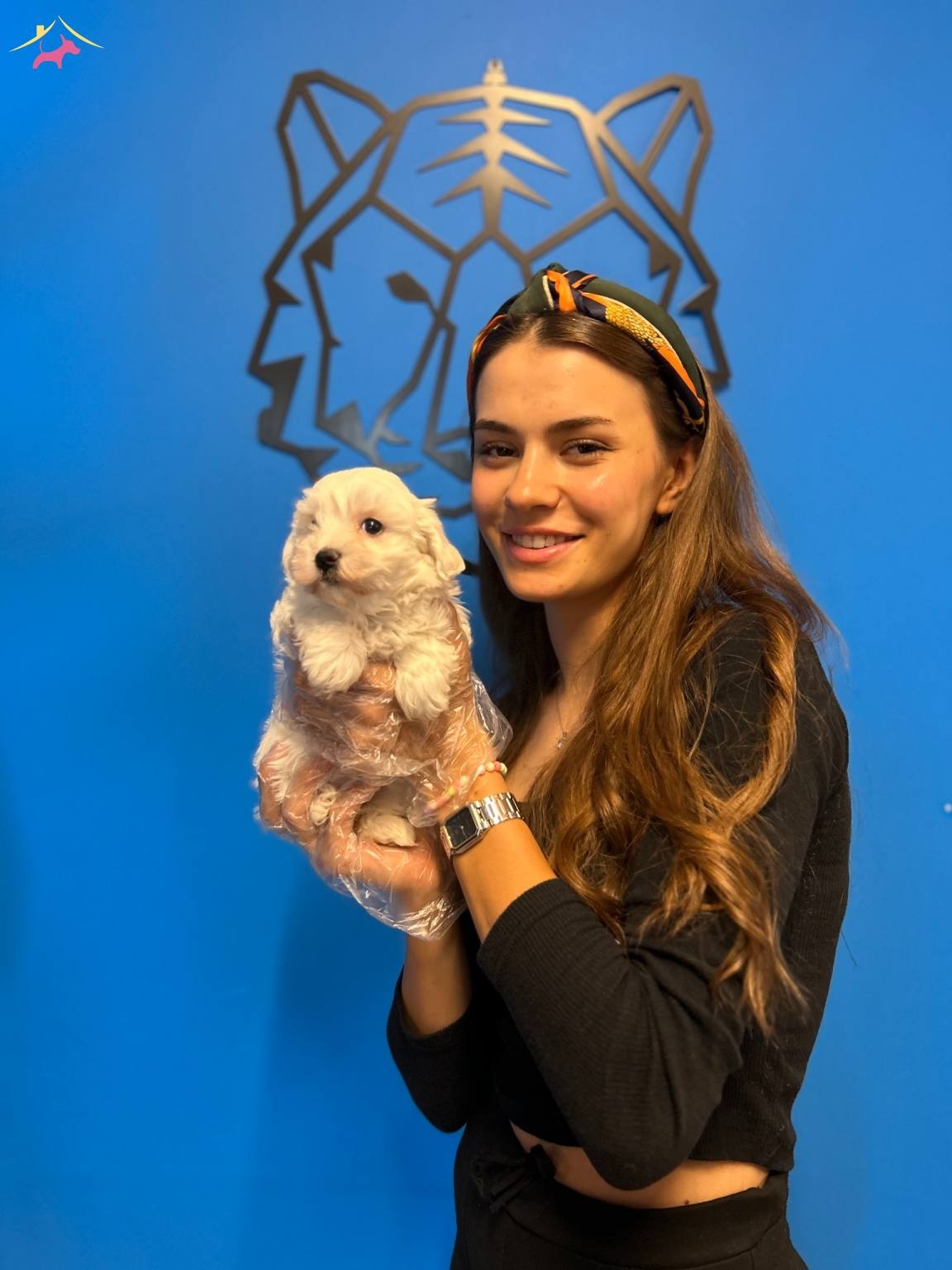 Kar Beyaz Ok Zel Maltese Terrier Yavrularimiz