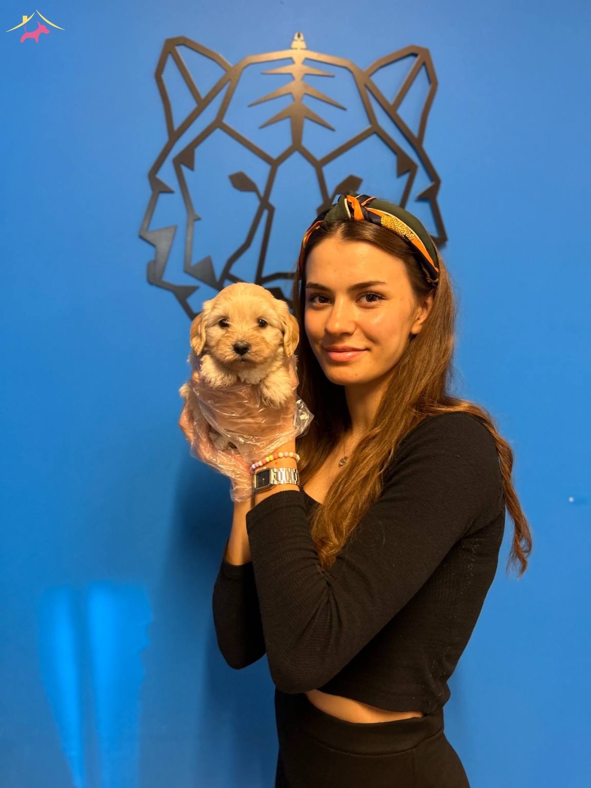 Mükemmel Maltipoo Yavrularımız