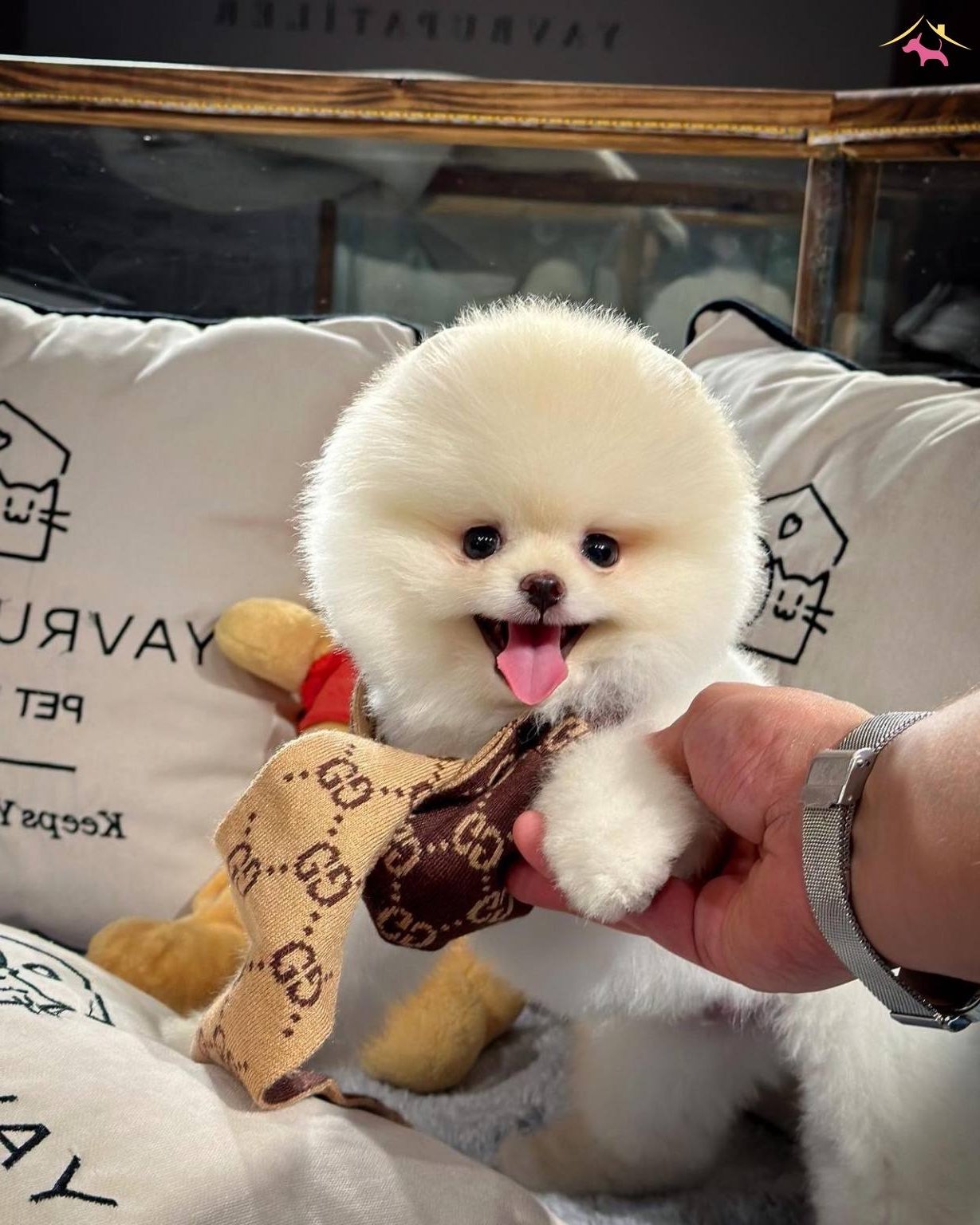 Teddy Boo Pomeranian Yavrularımız