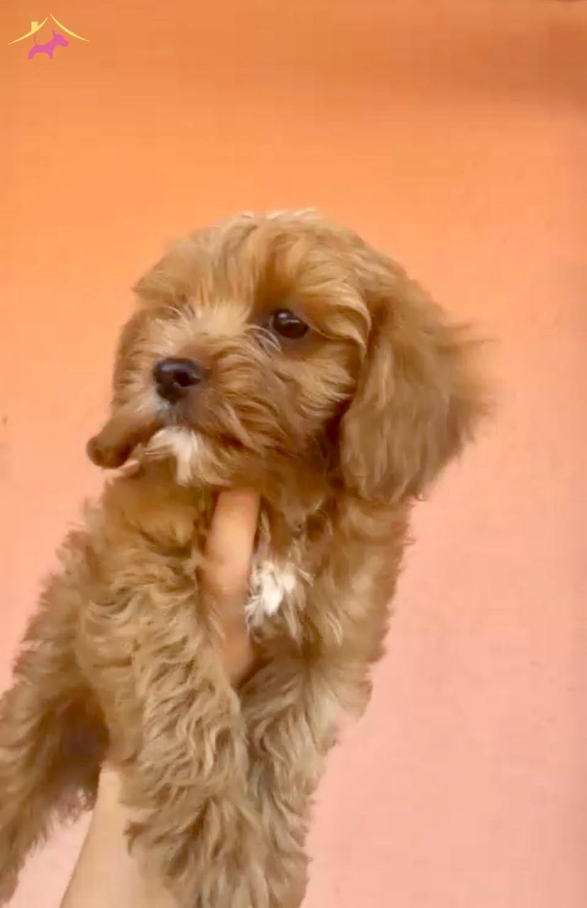 Marul Kafalı Maltipoo Yavrularım