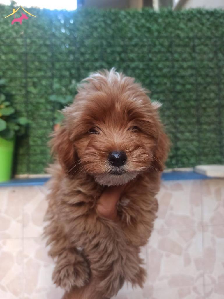 Marul Kafalı Maltipoo Yavrularım