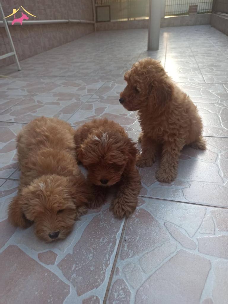 Marul Kafalı Maltipoo Yavrularım