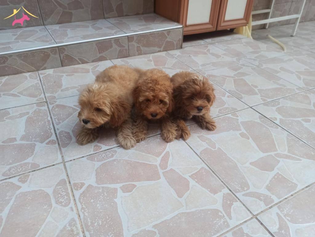 Marul Kafalı Maltipoo Yavrularım