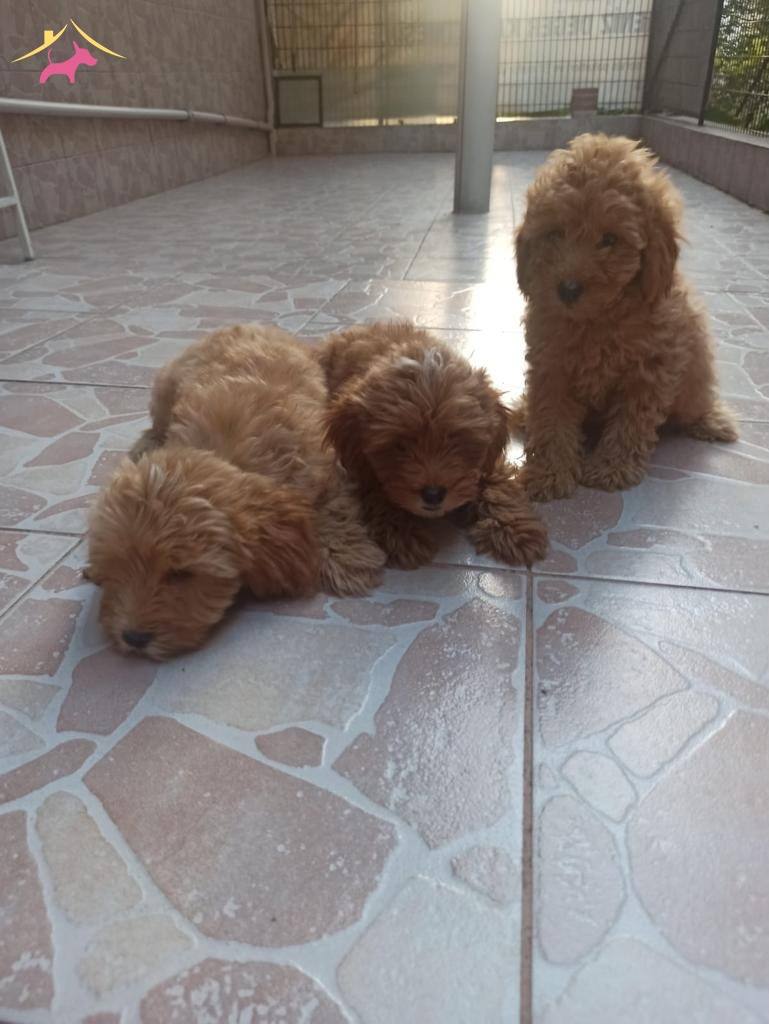 Marul Kafalı Maltipoo Yavrularım