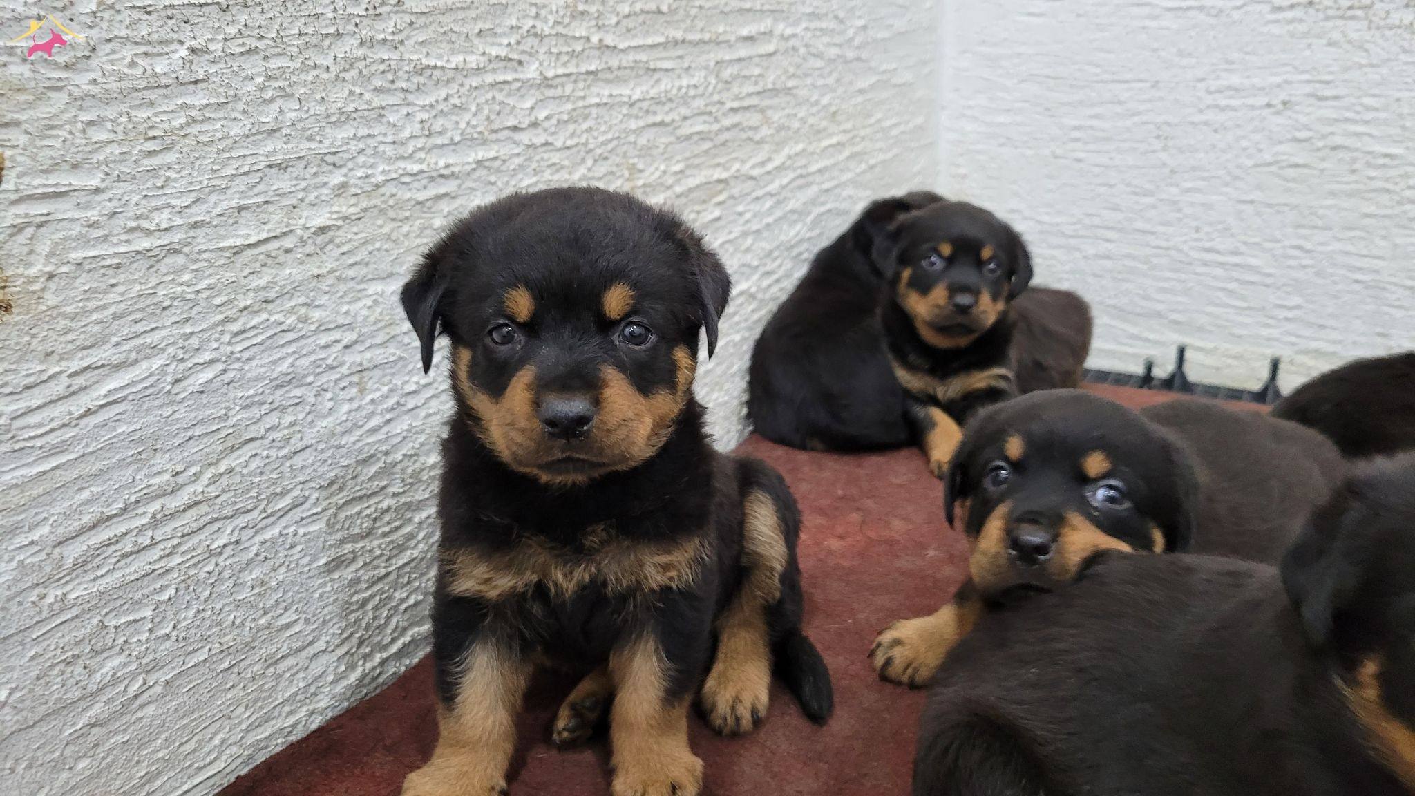 Safkan Irk Garantili Rottweiler Yavrular