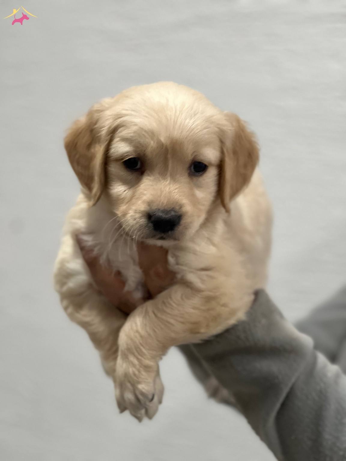 Safkan Golden Retriever Yavrularımız