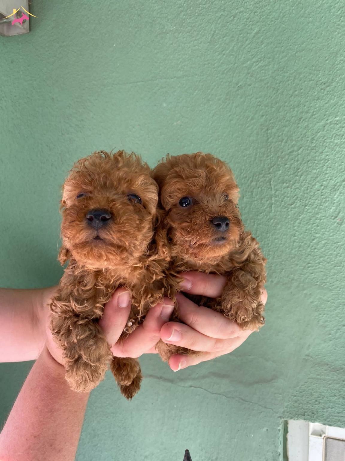 Cep Boy Red Brown Harika Toy Poodle Yavrularım