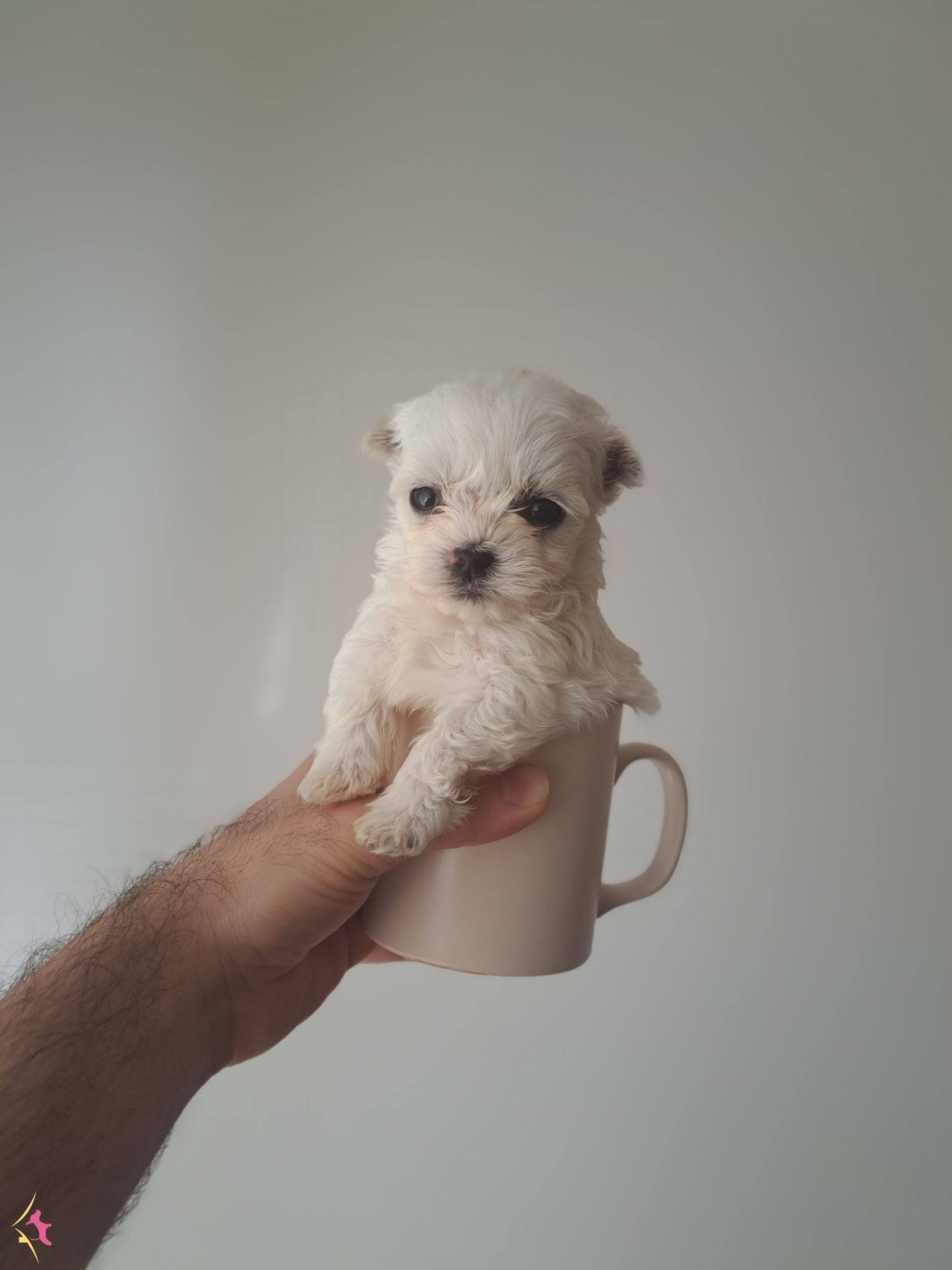 En Minik Malteselerimiz