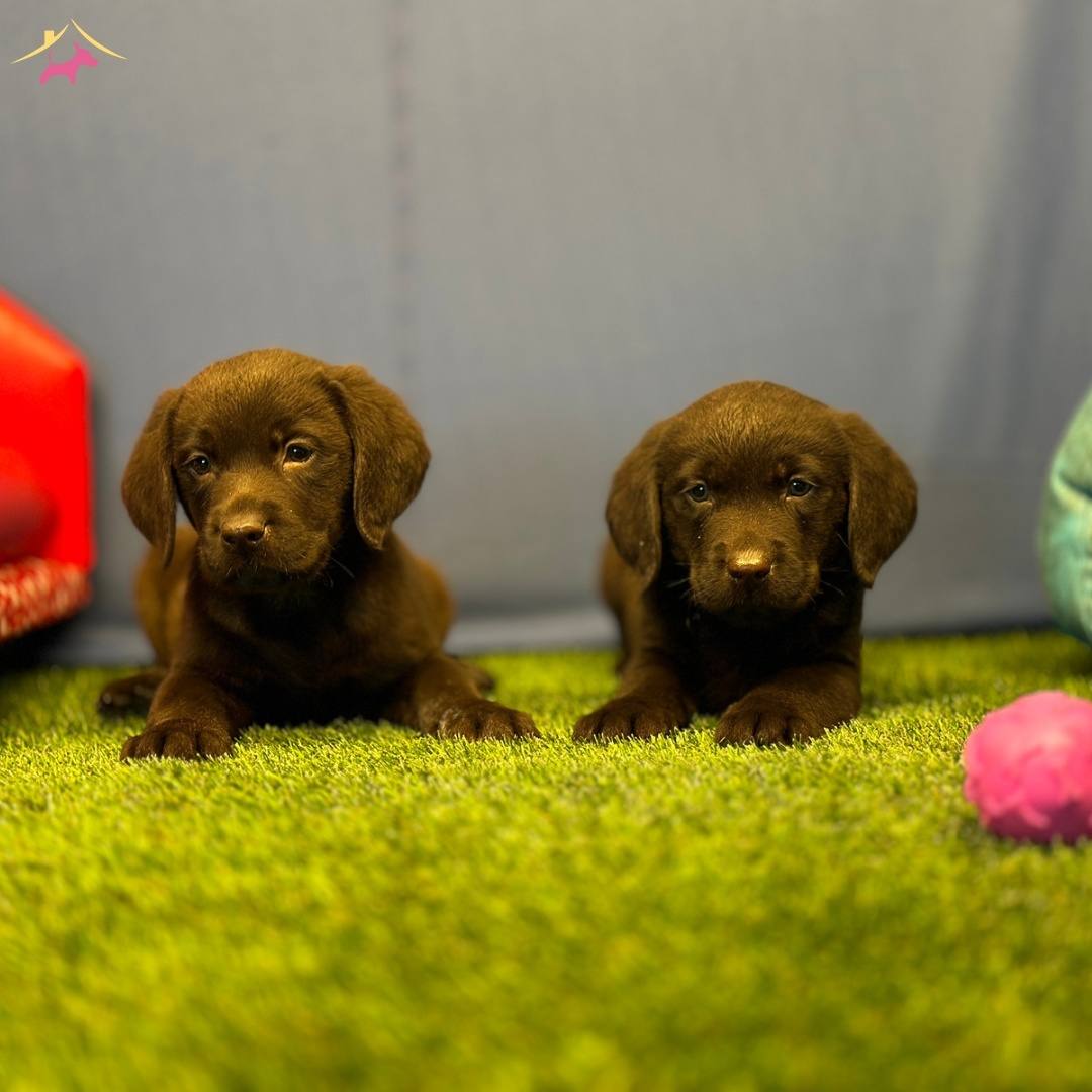 Renk Renk Labrador Yavruları