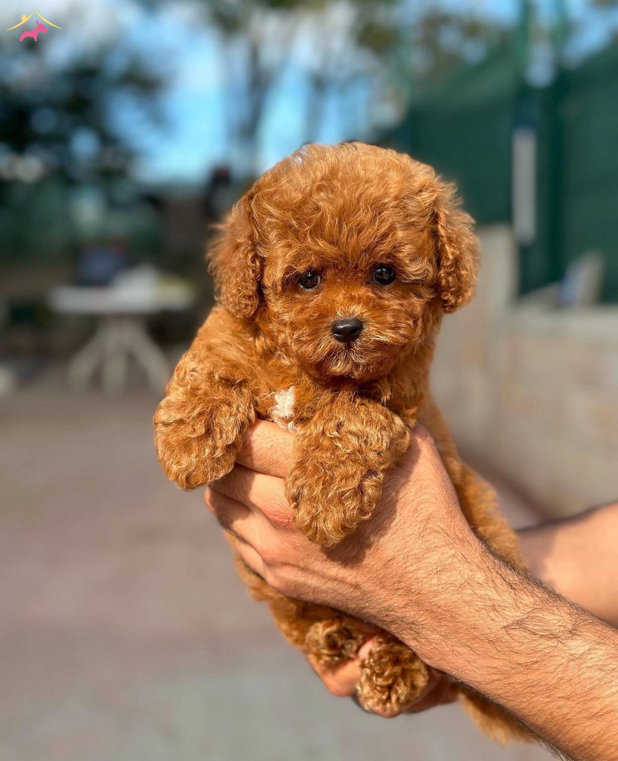 Sevecen Poodle Yavrularımız