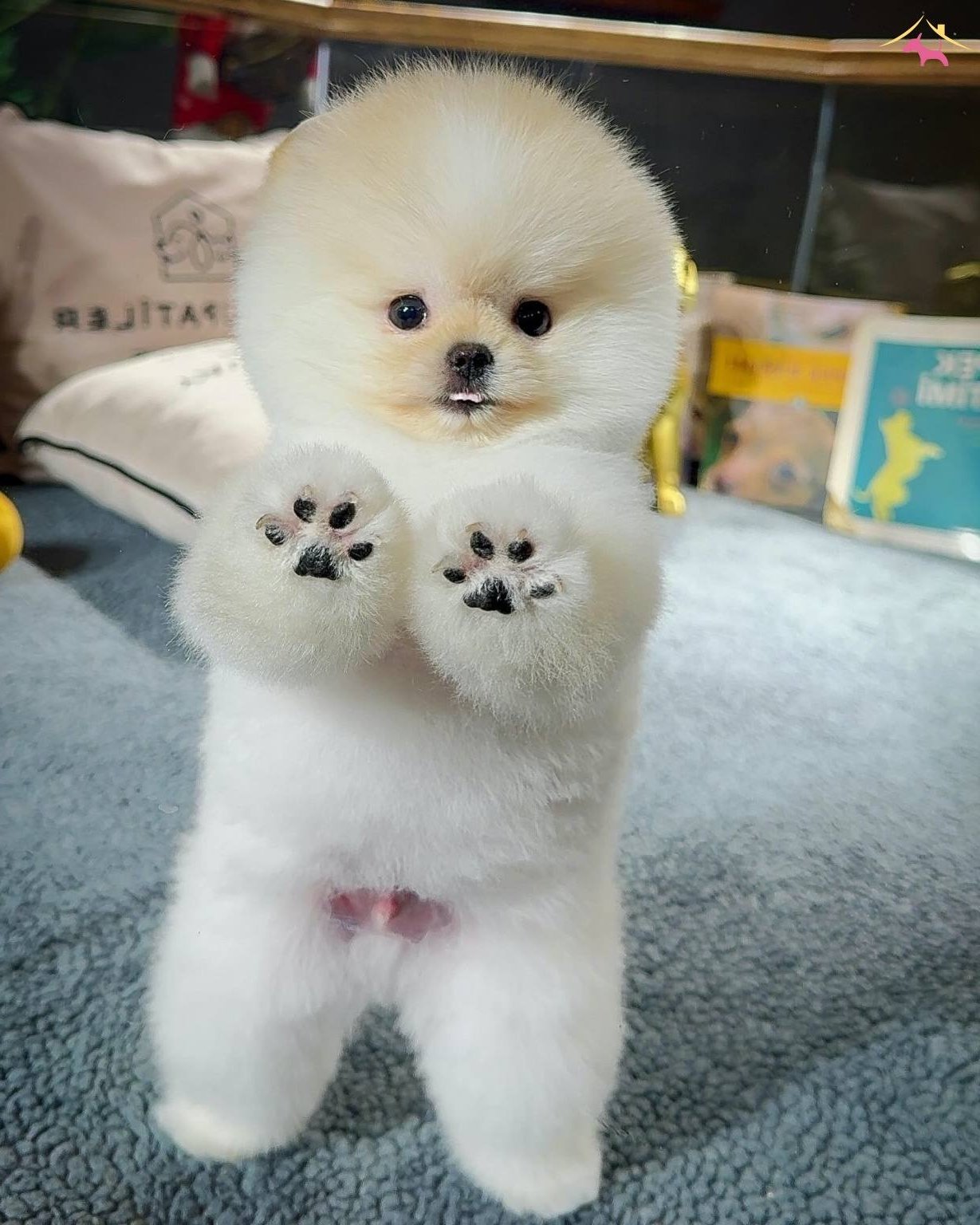 Safkan Pomeranian Boo Yavrularımız