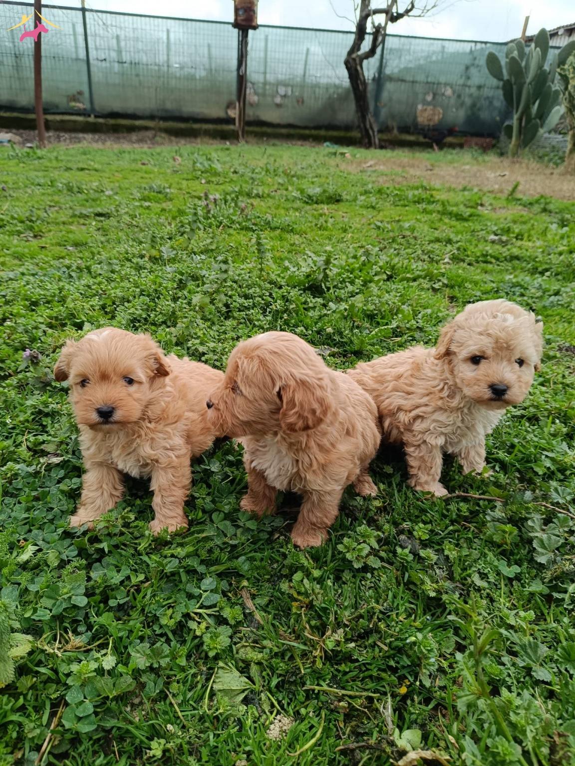 Poodle Ayarında Maltipoo Bebekler