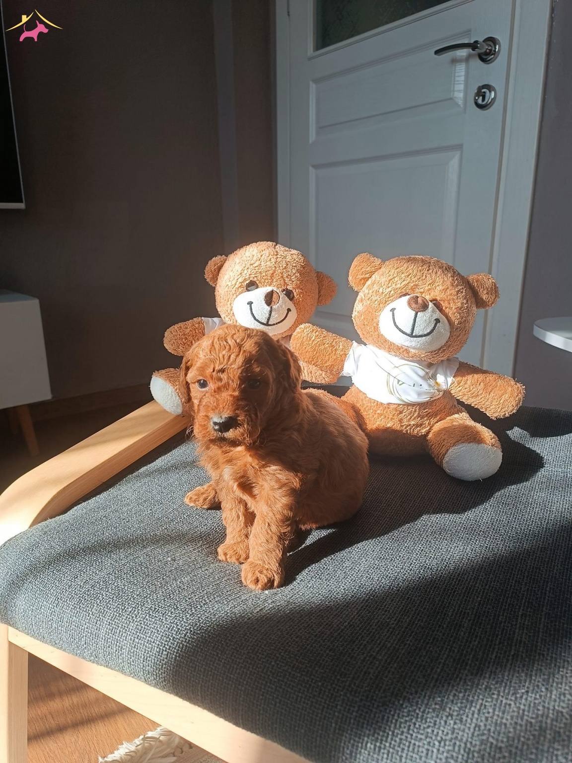 Kore Irk Toy Poodle Yavrular