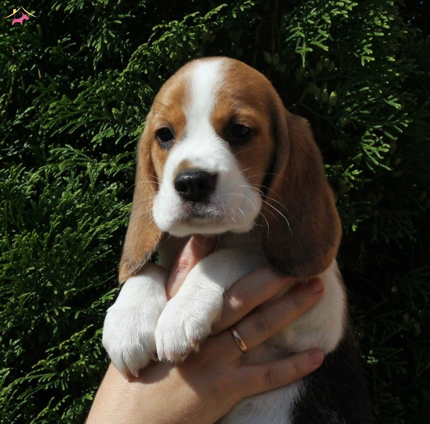 Irk Ve Sağlık Garantili Beagle Bebeklerim