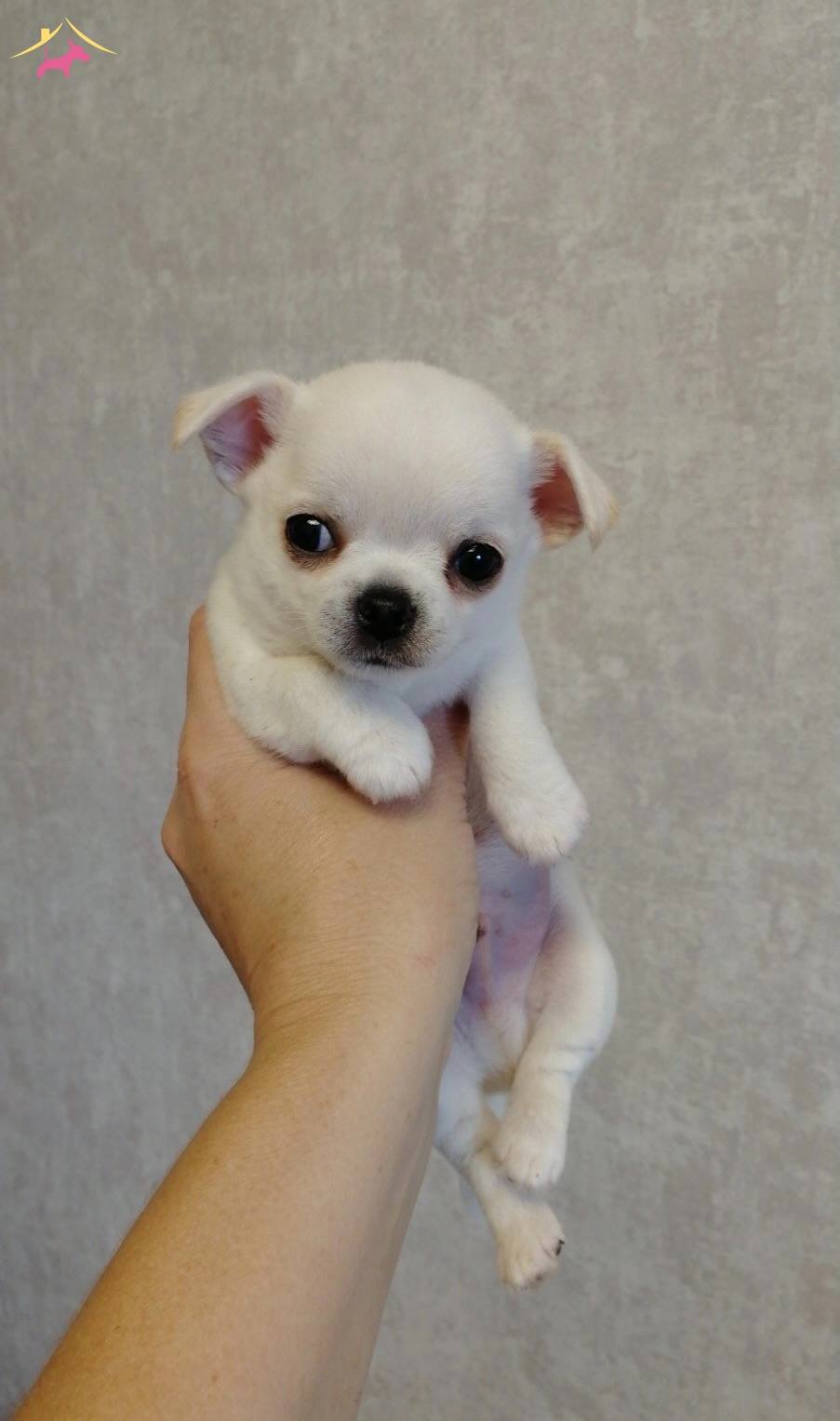 Teacup Cep Boy Chihuahua Bebeklerim