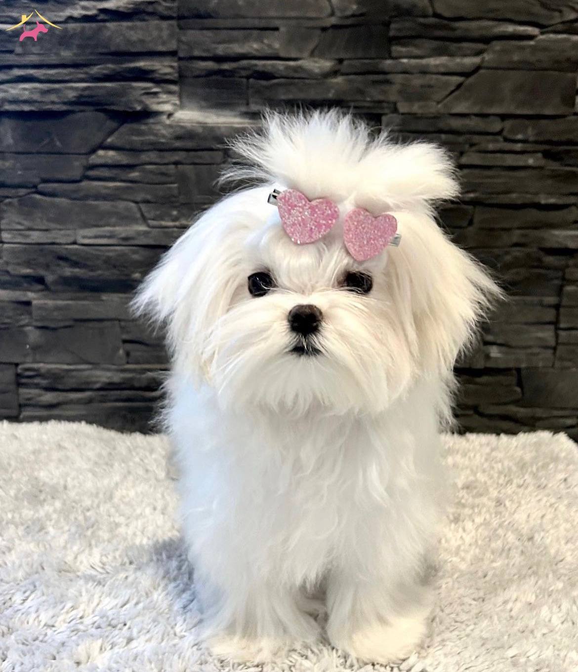 Saf Kif Kayitli Korean Teacup Maltese Yavrularımız