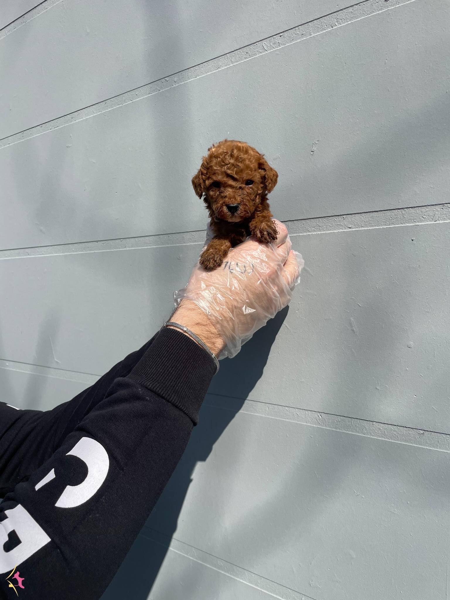 Red Browne Gerçek Toy Poodle Bebeklerimiz