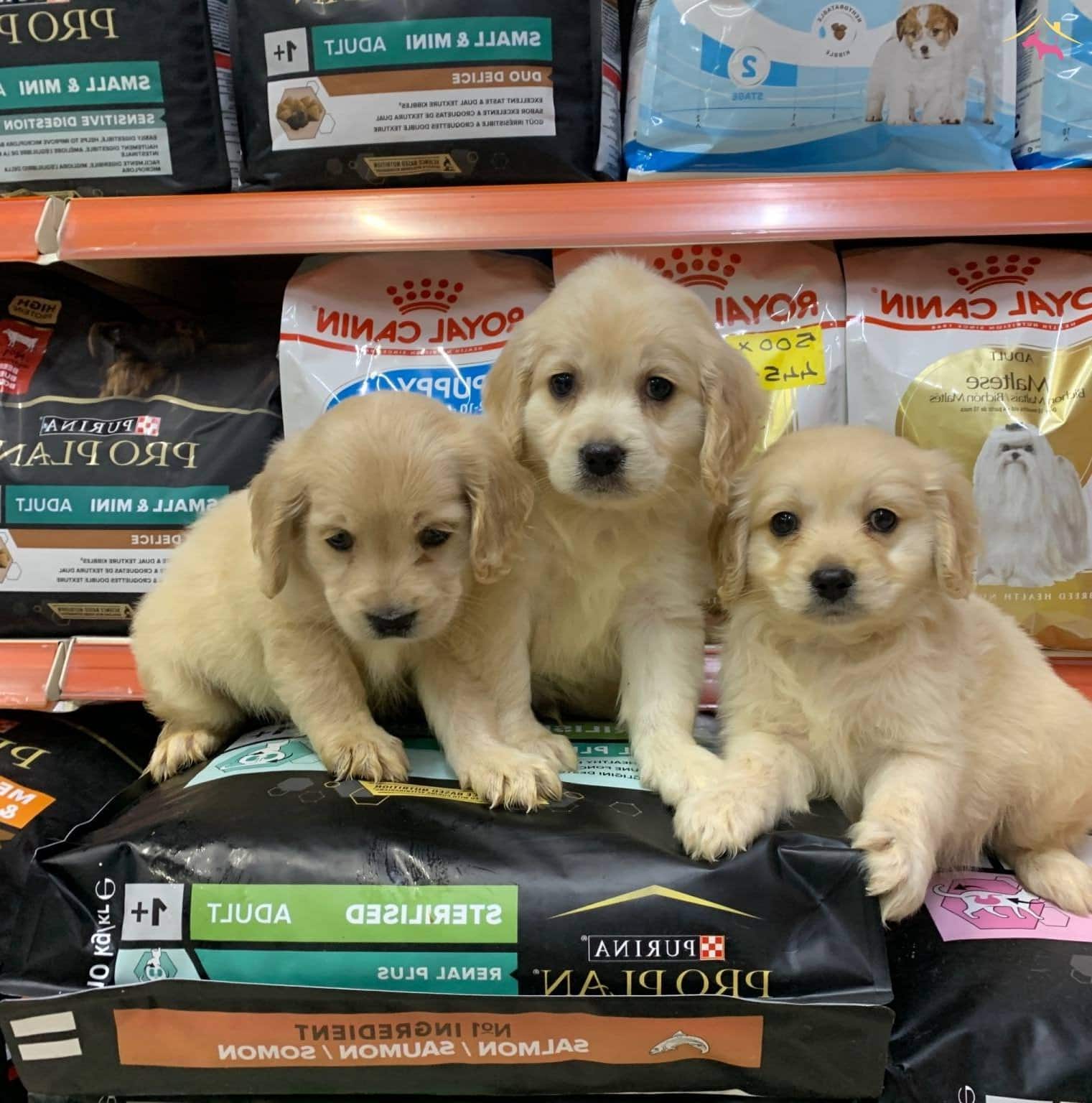 Bu Yavruları Görmeden Karar Vermeyin