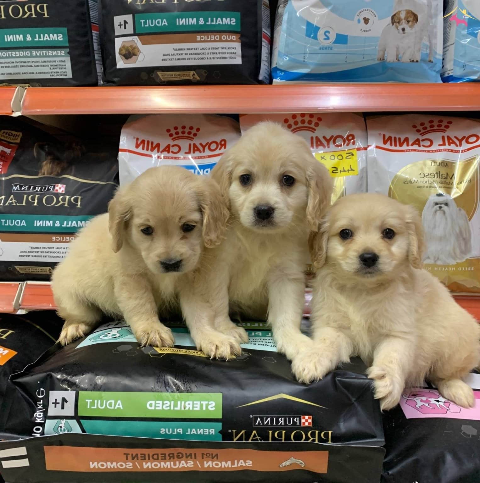 Bu Yavruları Görmeden Karar Vermeyin