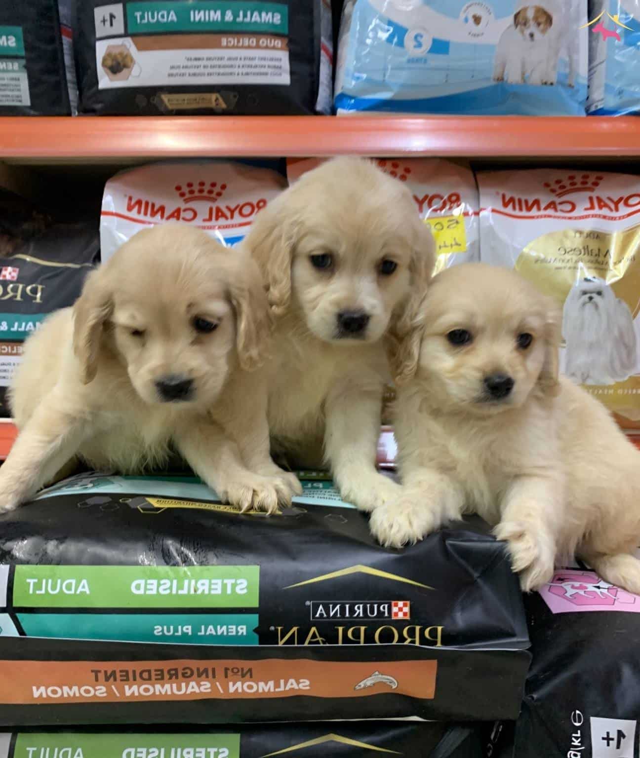 Bu Yavruları Görmeden Karar Vermeyin