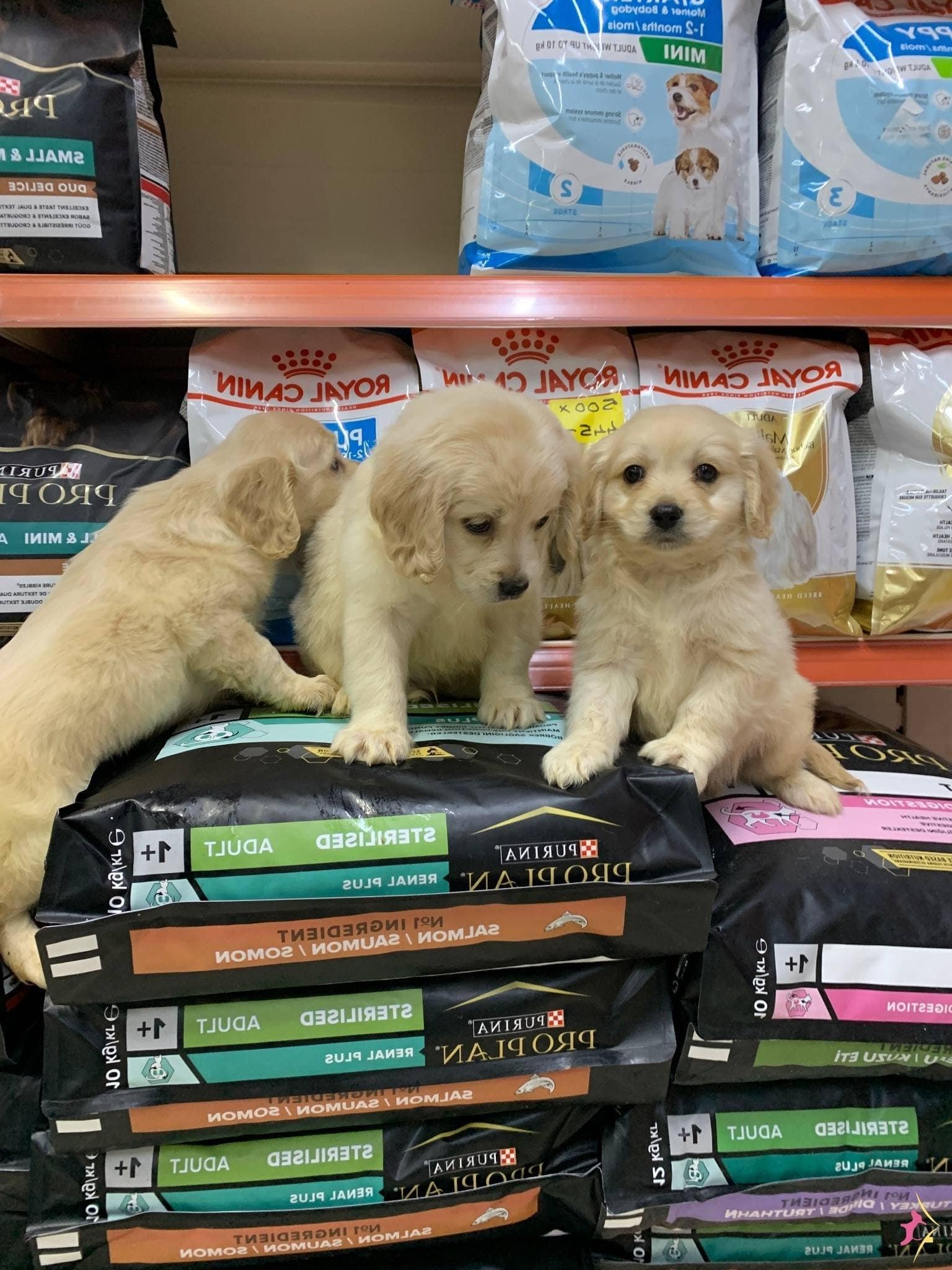 Bu Yavruları Görmeden Karar Vermeyin